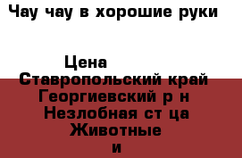 Чау-чау в хорошие руки. › Цена ­ 3 000 - Ставропольский край, Георгиевский р-н, Незлобная ст-ца Животные и растения » Собаки   